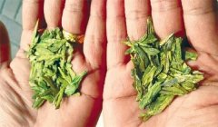 如何识别新茶和陈茶、真茶与假茶