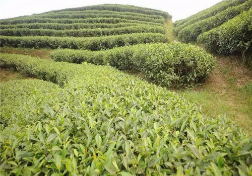 茶叶种植史