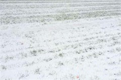 为什么说瑞雪兆丰年，有没有科学依据?