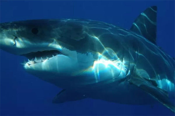 大白鲨