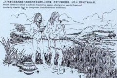 水稻的起源及历史，为你讲述水稻的家族史