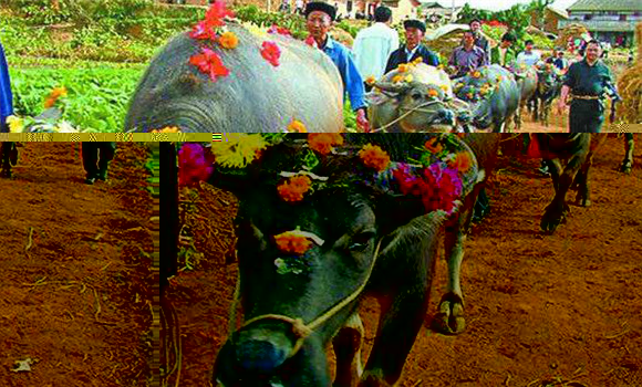 仡佬族牛王节