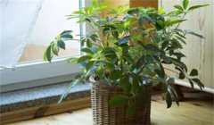 绿色植物的风水效用 家中摆放植物的讲究