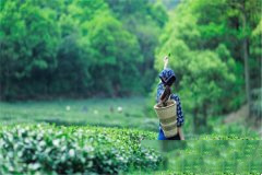 西湖龙井的特点与龙井茶的传说