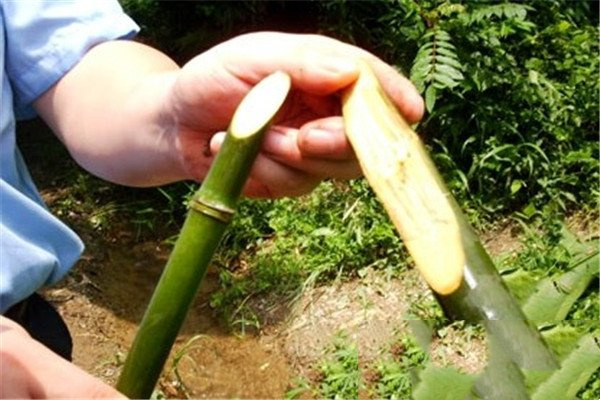 实心竹