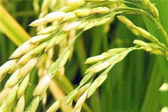 世界上最早的稻谷出自何处 是谁最早种植了水稻