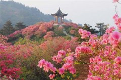 中国观赏杜鹃花的八个最佳去处