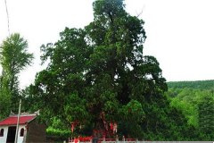 千年古树知多少，盘点中国最古老的古树景观