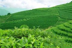 盘点中国茶叶的十个“世界之最”