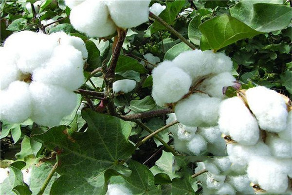 棉花的普遍在元代