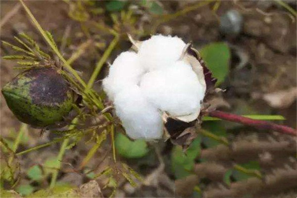 棉花的原产地是印度