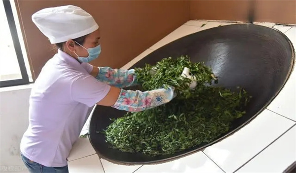 茶叶杀青是什么意思