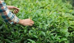春季茶叶能够采几轮，茶叶上的茸毛是什么？