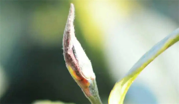 茶叶上的茸毛是什么