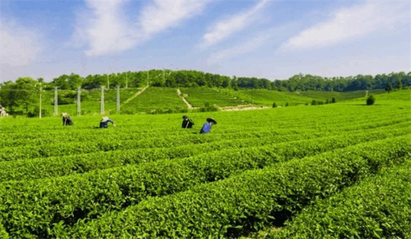 有机茶和具有农残检验报告的茶是一回事吗