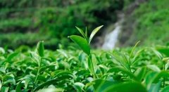 什么是有机茶，和具有农残检验报告的茶的关系