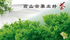 为什么说高山出好茶，高山茶一定是好茶吗？