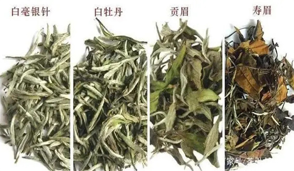 白茶有哪些品种