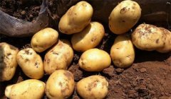 马铃薯是土豆吗？兼谈马铃薯的起源地问题