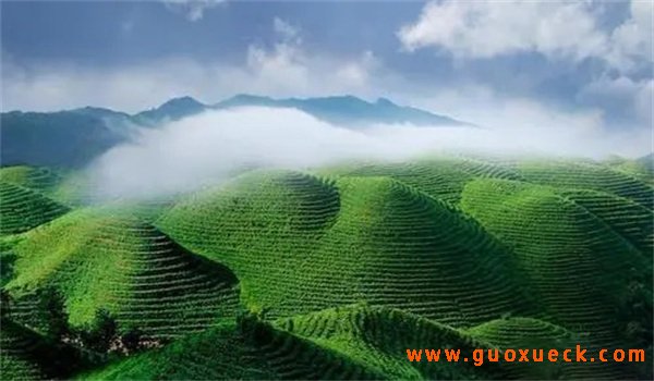 生态好的地方所产的茶叶不一定好