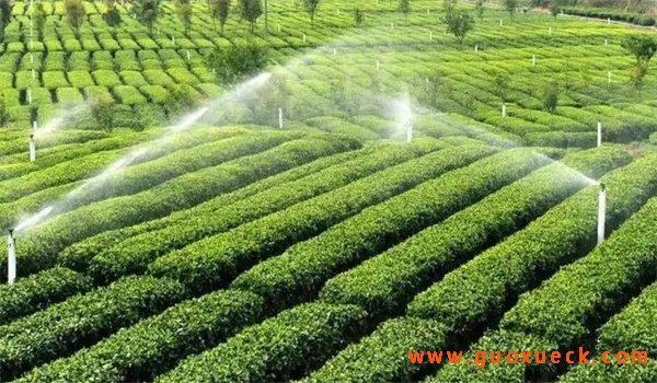 干旱天气，茶叶品质会变得更好吗