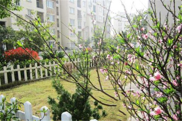 春天的树木、花草