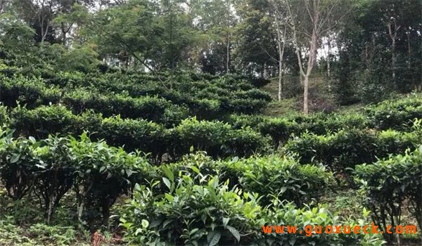 古树茶与台地茶有什么不同
