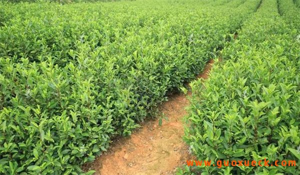 茶园里种什么植物