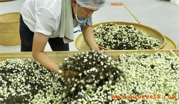 哪些花可以用来窨制花茶