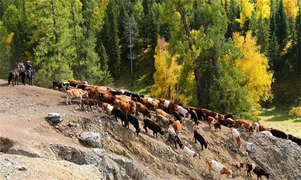 新疆地区的传统牧业经营方式