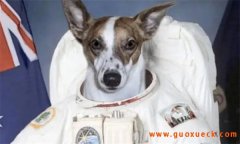 最早进入太空的动物，太空实验结果怎么样？