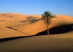 世界上最大的沙漠在哪里？