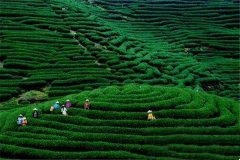 源自中国的茶叶是如何传入世界各国的？