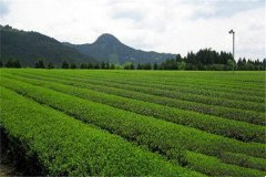 茶树的原产地是中国的西南部