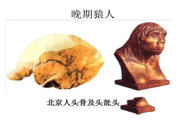 北京人化石