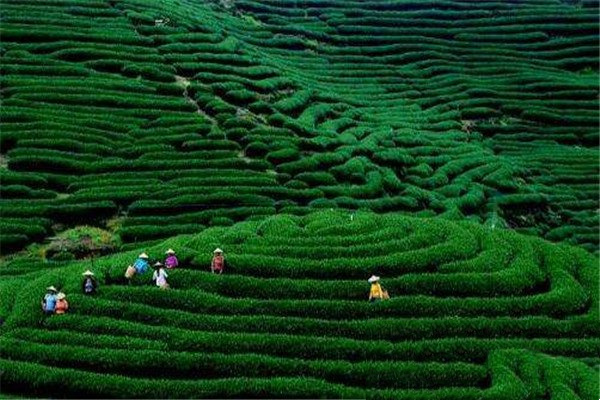 中国的茶叶种植