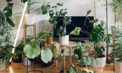 家里（居室）适合种什么植物？