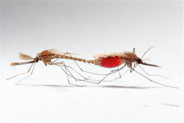 蚊子雌雄怎么分辨