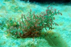 马尾藻海是怎样形成的呢?