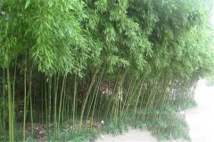 竹子是树还是草，竹子为何开花即死